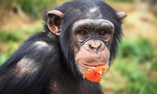 Estudo Quantifica Consumo Diário de Álcool por Chimpanzés Selvagens