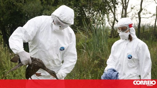 Surtos de gripe aviária em Portugal elevam número de focos para mais de 50