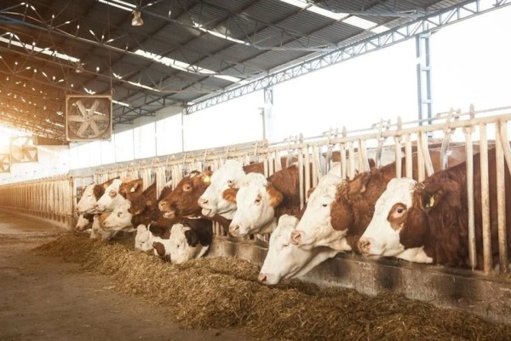 Cierre Fronterizo de EE.

UU. al Ganado Mexicano Podría Extenderse a 2026