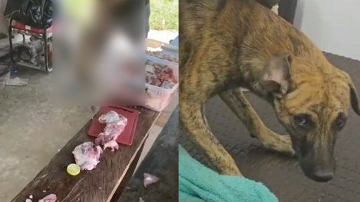 Indignación Nacional por Maltrato Animal: El Caso de Fernando Oviedo