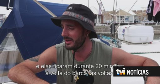 Interações com orcas na costa portuguesa tornam-se mais frequentes e destrutivas