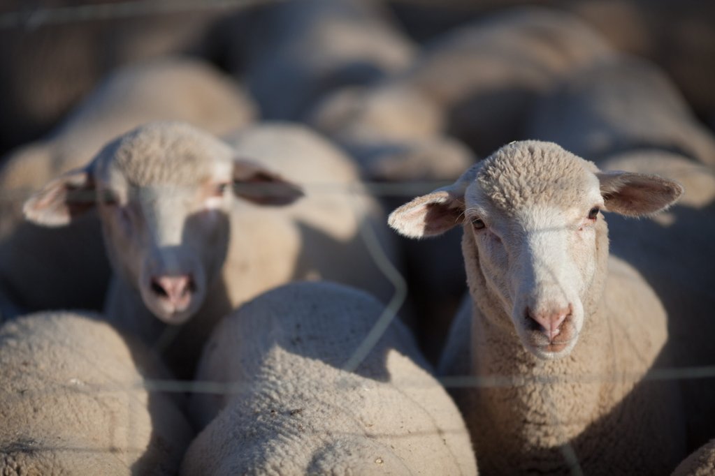 Alerta de Vírus da Língua Azul para Criadores de Gado
