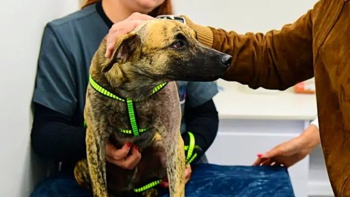 De 'Sicario' a 'Coronel Bizcocho': La insólita historia del perro maltratado y adoptado por la Policía