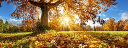 Des températures records pour un mois de novembre enregistrées en France