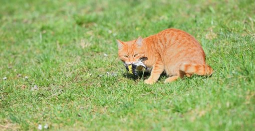 L'Impact des Chats Domestiques sur la Faune Aviaire