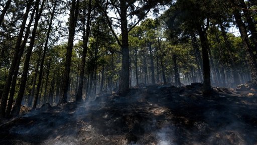 Congreso Endurece Penas por Delitos Ambientales