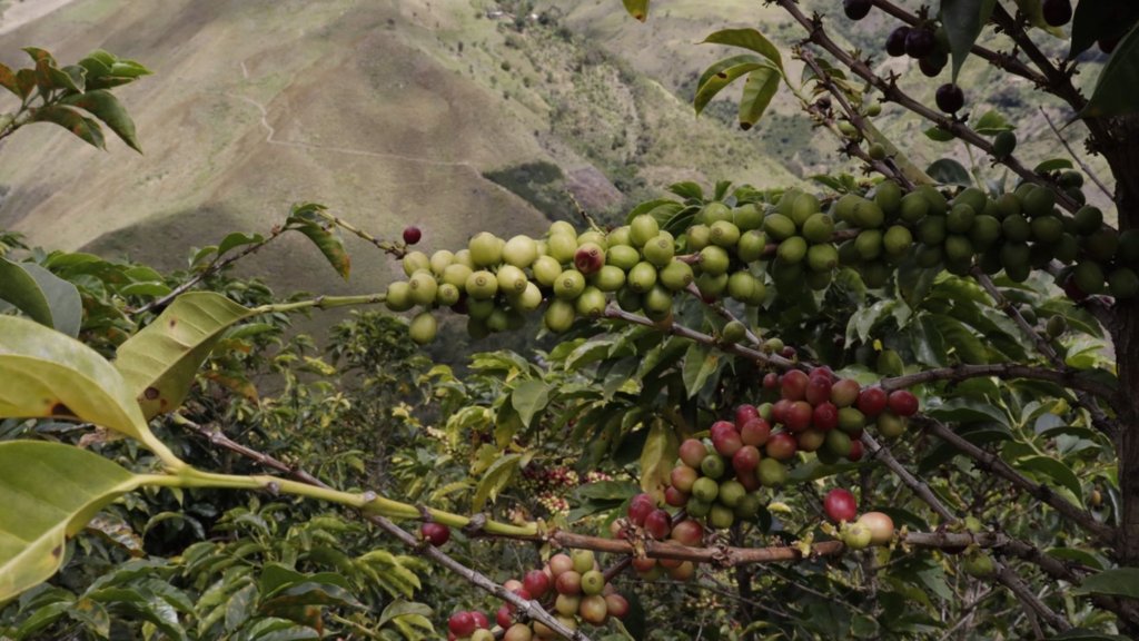 Producción de café en julio marca un récord histórico para la última década con 1,37 millones de sacos