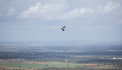 Proposta de Extinção do ICNF Gera Controvérsia e Oposição