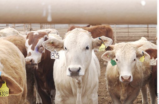 Sector ganadero de NL enfrenta crisis por burocracia y plaga de gusano barrenador