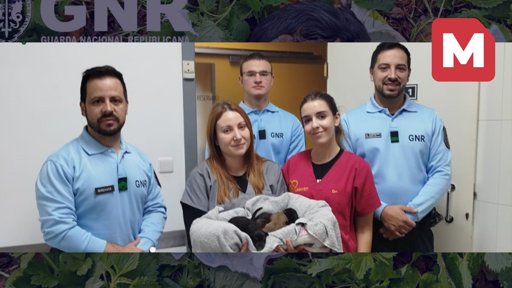 GNR Resgata Ninhada de Poço em Ponte de Lima e Detém Suspeito de Maus-Tratos