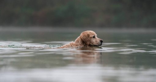 Espíritu Comunitario en Bogotá: Ciudadanos Forman Cadena Humana para Rescatar a Perra de un Caño