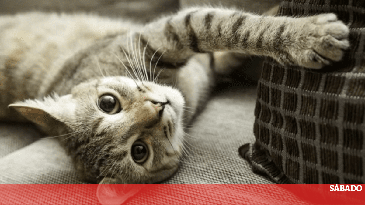 O Vínculo Humano-Animal: Benefícios Mútuos e a Responsabilidade do Cuidado