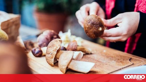 Cogumelo geneticamente modificado com sabor a carne promete revolução alimentar sustentável