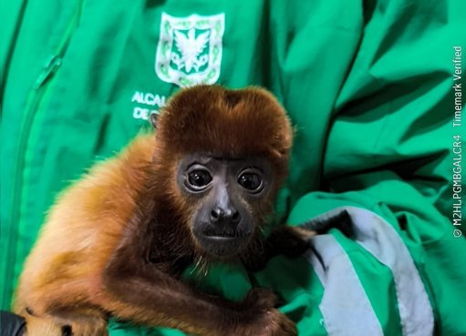 Rescatan en Bogotá a Cría de Mono Aullador Víctima de Tráfico Ilegal