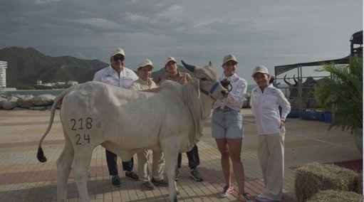 Santa Marta será sede de histórico remate ganadero para conmemorar sus 500 años