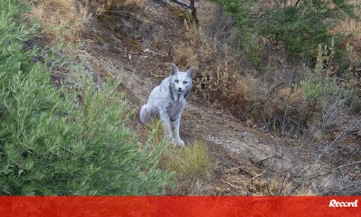Fotógrafo Capta Imagem Rara de Lince-Ibérico Branco em Espanha