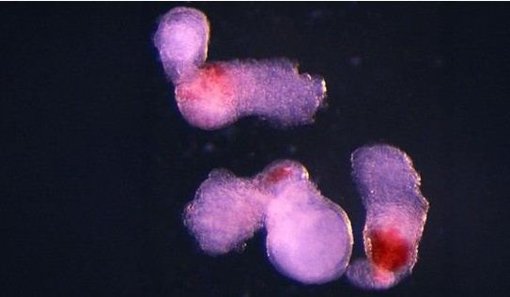 Nobel de Medicina 2025 premia el descubrimiento de las células T reguladoras y el gen FOXP3