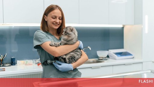 Veterinários Exigem Redução do IVA para 6% nos Cuidados a Animais de Companhia