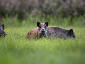 Scène insolite à Uriage : deux sangliers sèment la panique dans un hôtel de luxe