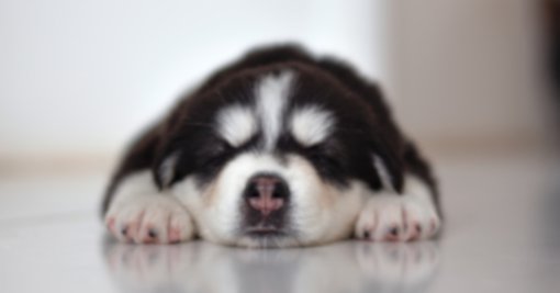 Indignación en Tierralta por hallazgo de perrita muerta con signos de tortura y posible abuso sexual