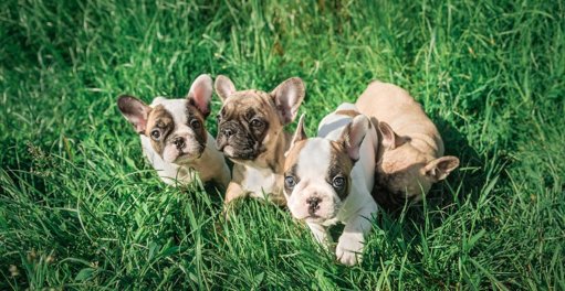 Santé et Sécurité des Animaux de Compagnie : Dangers et Prévention