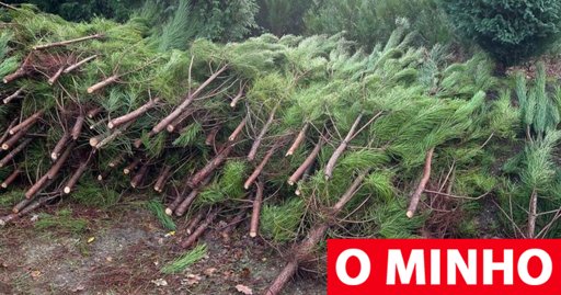 Guimarães promove Natal sustentável com oferta de pinheiros naturais