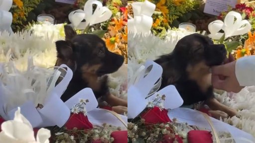 El duelo de una mascota: video viral de perro en la tumba de estudiante fallecida conmueve a Colombia
