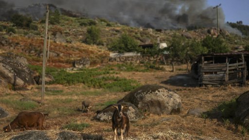 Solidariedade Açoriana: Agricultores de São Miguel Doam 12 Toneladas de Alimento