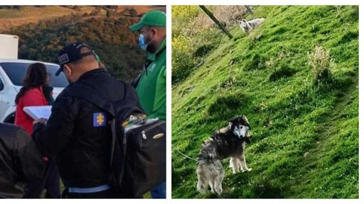 Indignación por maltrato animal: agresores son expuestos y autoridades ofrecen recompensas
