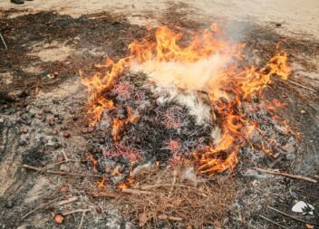 Tradição do São Martinho Une Comunidades por Todo o País com Magustos e Convívio