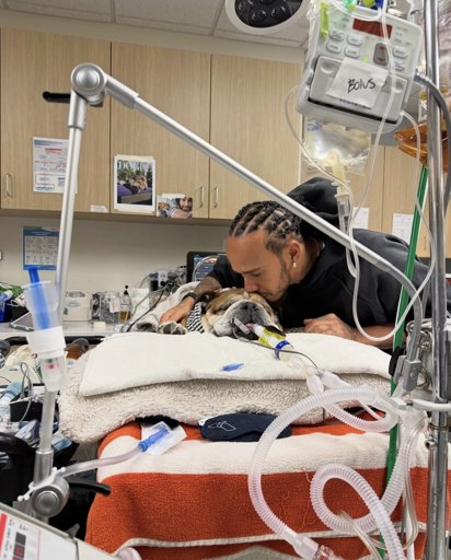 Roscoe, o Cão do Piloto Lewis Hamilton, Luta pela Vida e Mobiliza Fãs