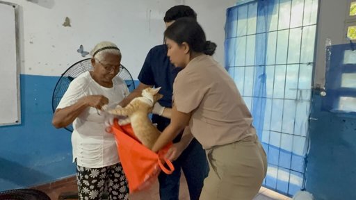 Ciudades Colombianas Apuestan por el Bienestar Animal con Programas de Esterilización Masiva
