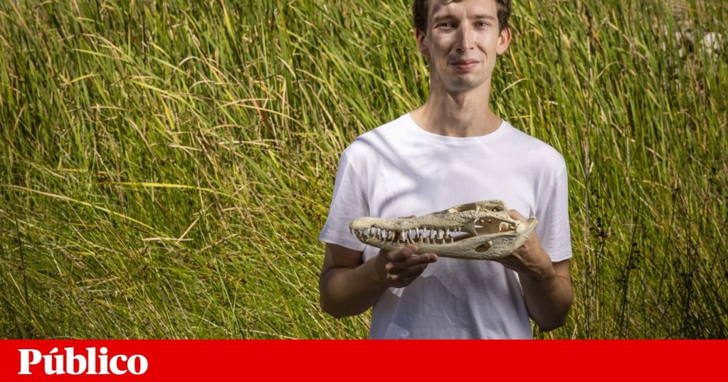 Descoberto novo crocodilo marinho pré-histórico em Angola