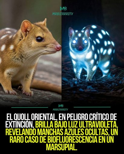 Descubren que un marsupial carnívoro australiano brilla bajo luz ultravioleta
