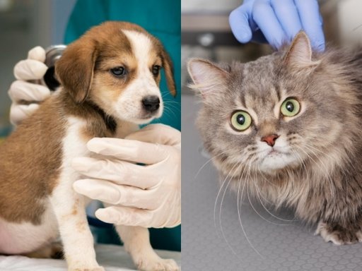 Municipios implementan jornadas de esterilización gratuita para controlar sobrepoblación de perros y gatos