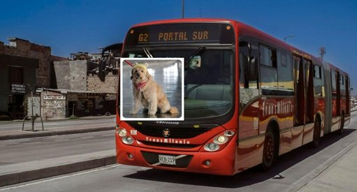 Transmilenio y el Distrito crean un bloque especial para el rescate de animales en el sistema