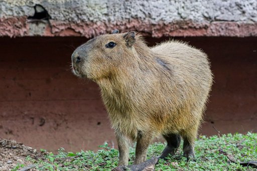 Llega una Adorable Pareja de Capibaras al Zoológico Tamatán en Ciudad Victoria