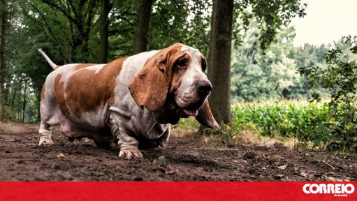 Patinhas Curtas, Coluna Comprida: Os Riscos de Dores de Costas em Raças Populares