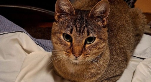 Gato desaparecido no Porto é encontrado a 60 quilómetros de distância quatro meses depois