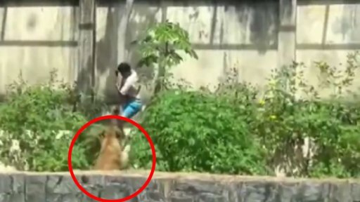 Hombre muere devorado por una leona tras invadir su recinto en zoológico de Brasil