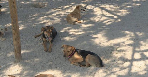 Mortes de Cães por Eletrocussão Alertam para Perigos na Via Pública