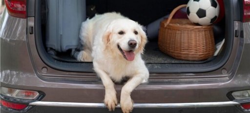 Viajar con Mascotas en Vacaciones: Guía de Recomendaciones para un Traslado Seguro y Responsable
