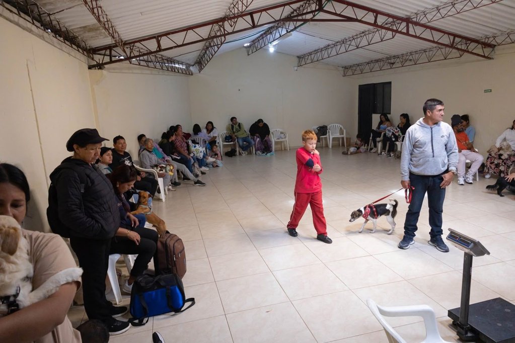 Campañas de esterilización masiva se extienden por Colombia para promover el bienestar animal