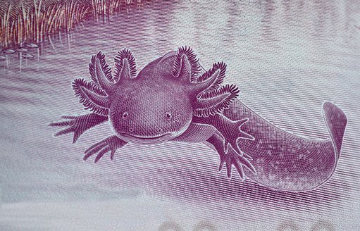 Peso Mexicano Cierra Noviembre con Fuerte Apreciación frente al Dólar