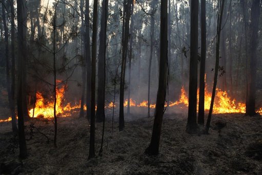Taxa de Acusação em Crimes de Incêndio Florestal em Portugal é de Apenas 5%