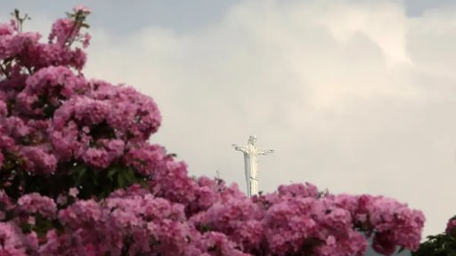 La floración de más de 17.000 guayacanes transforma el paisaje urbano de Cali