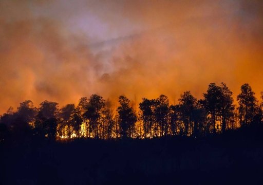 Governo e municípios fornecem alimento para animais afetados pelos incêndios