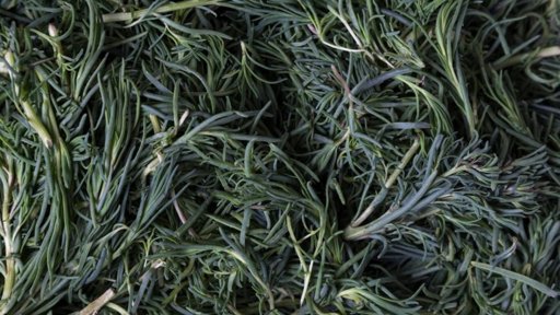 Romeritos: El quelite prehispánico que define la Navidad en el centro de México