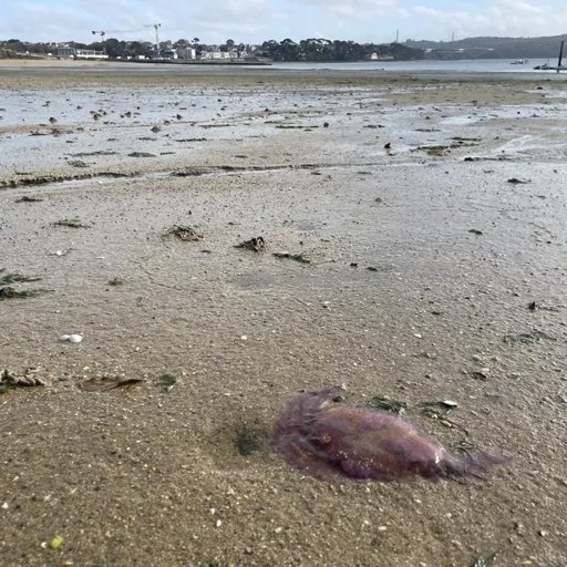 Environnement : Prolifération de méduses urticantes sur les plages brestoises
