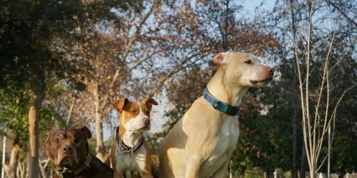 Ley exige a propietarios de perros de manejo especial inscribirlos en un censo y adquirir póliza de responsabilidad